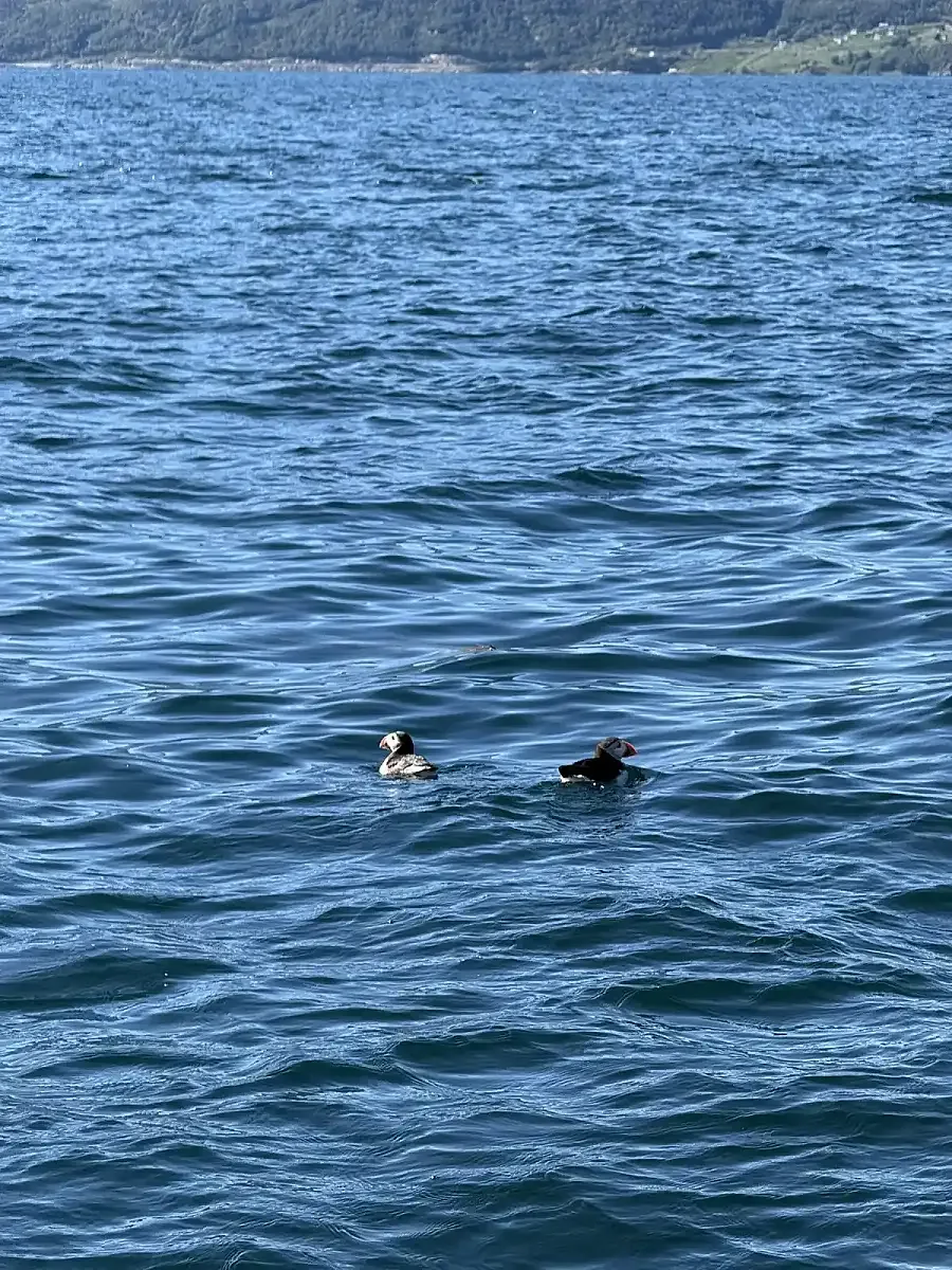 Private Arctic Wildlife & Fjord Cruise